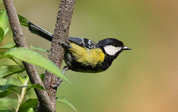 birding in india