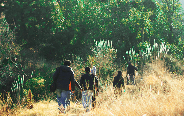 forest walks