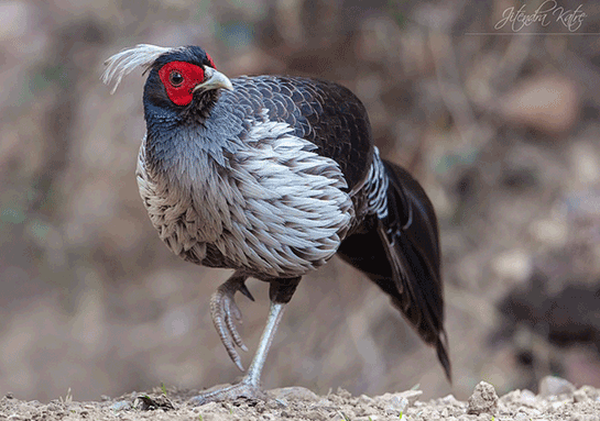 pheasant